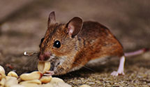 24 Hour & Emergency Exterminators in Shenandoah, IA